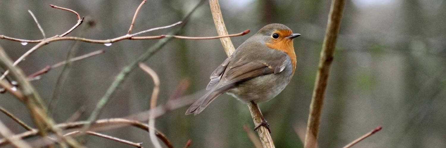 Robin on a branch