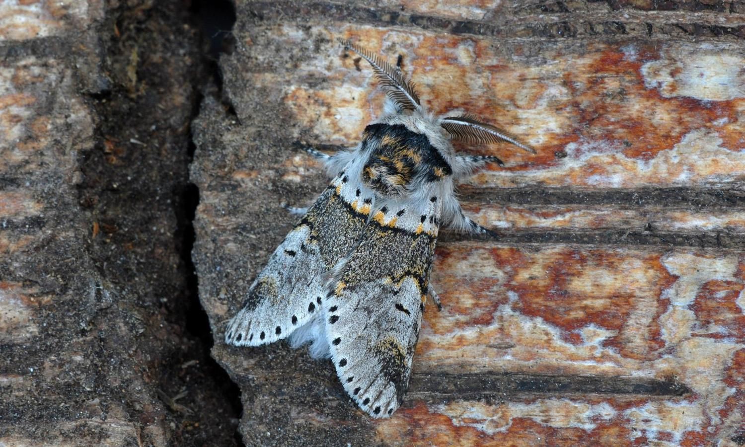 Sallow Kitten moth on wood