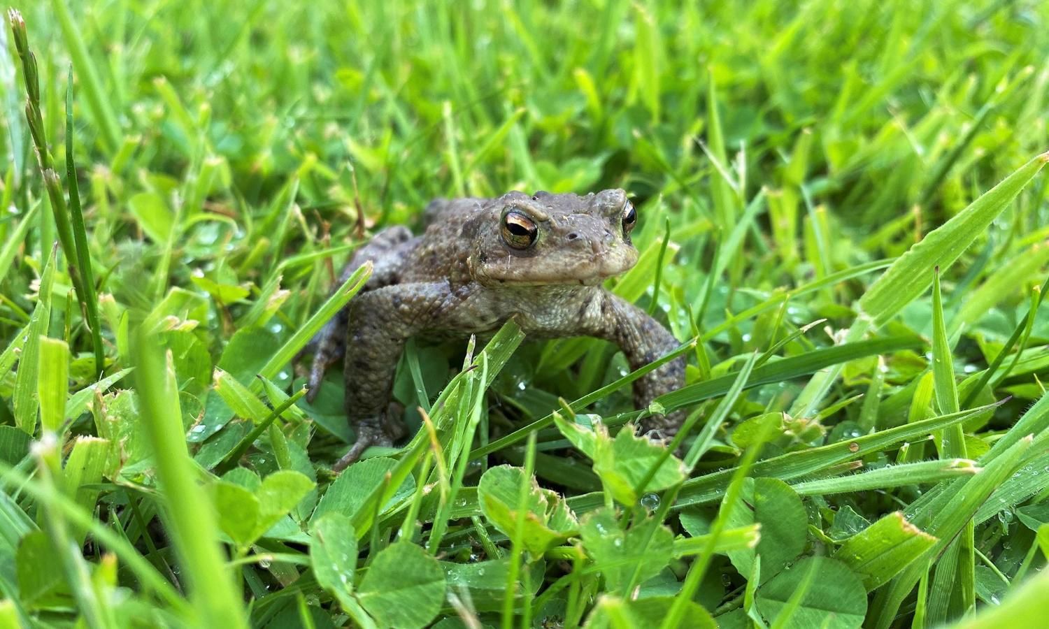 A toad on grass