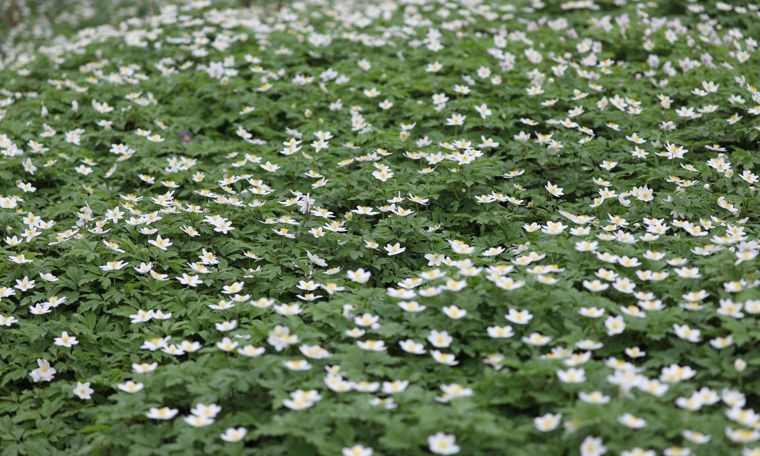 Wood Anemone in woods