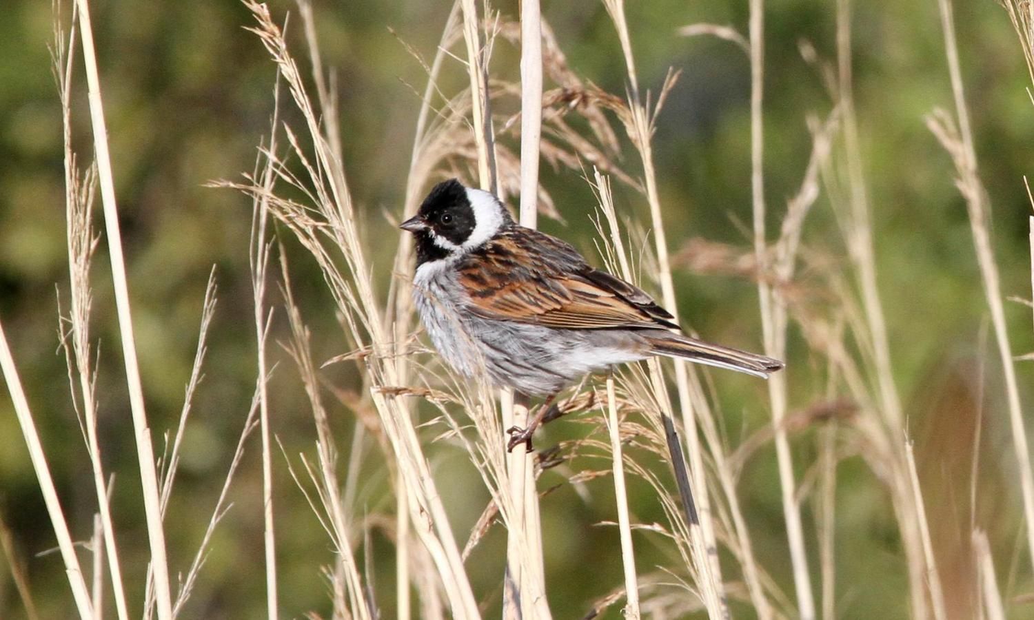 Reed bunting on a reed