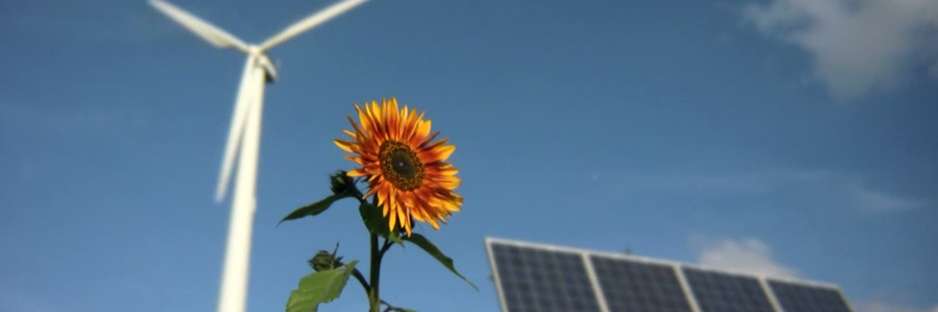 Sunflower with solar panels