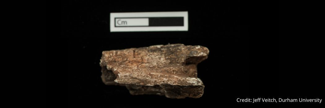 A fragment of horse bone found at a Viking burial site