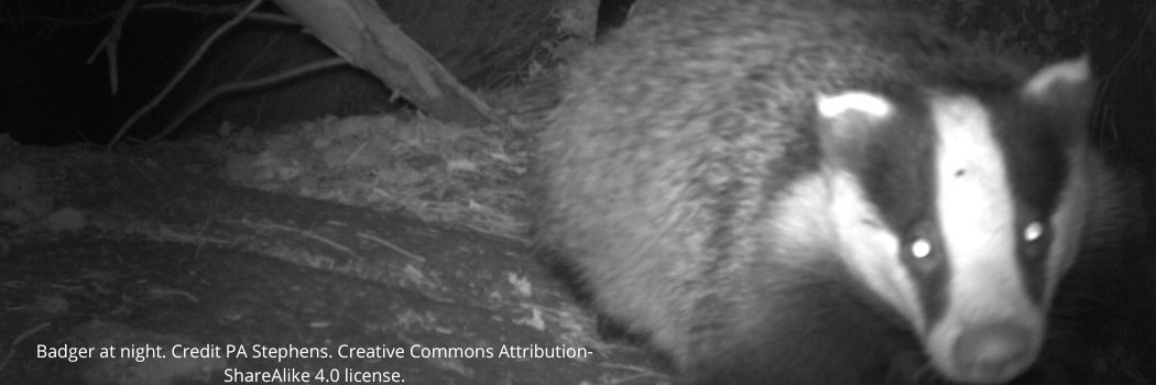 A badger caught on a camera trap at night