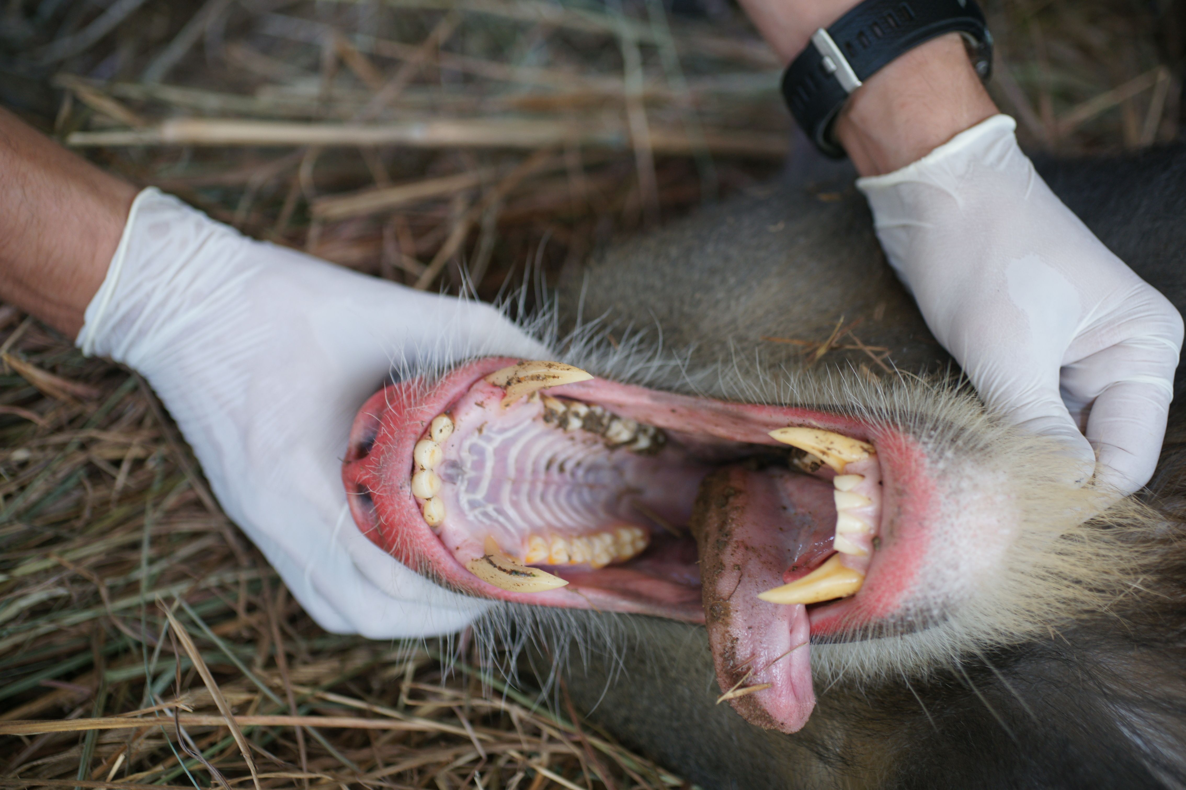 Mandrill with his mouth wide open showing his teeth for checking