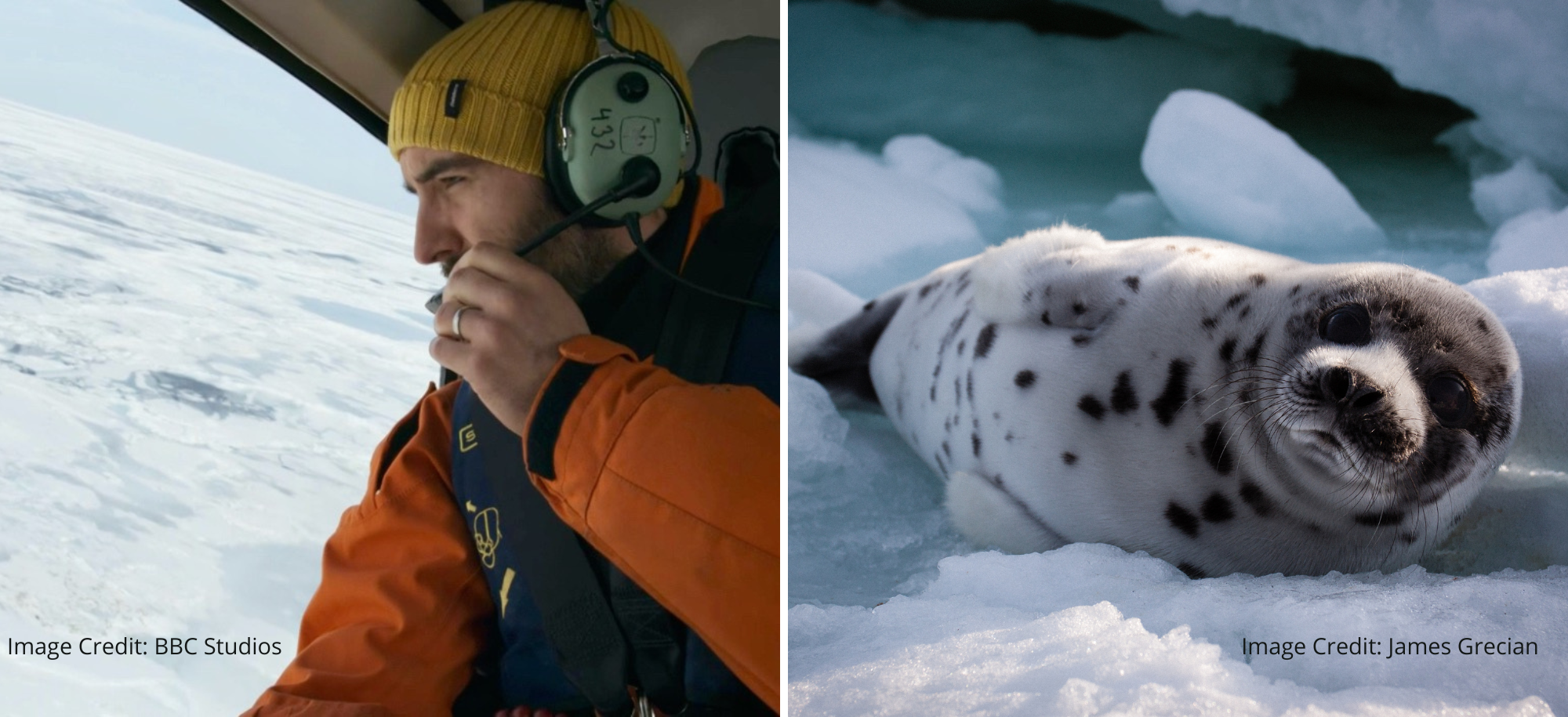 Dr James Grecian in a helicopter and on the right an image of a seal.