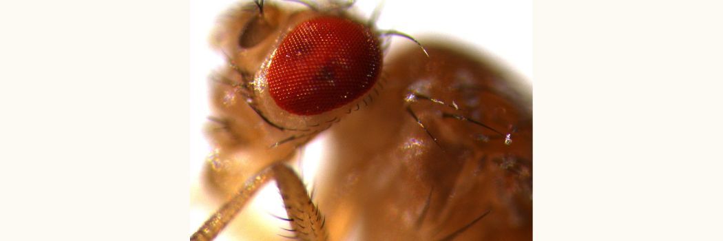 A microscope photograph or a fruit fly's red eye