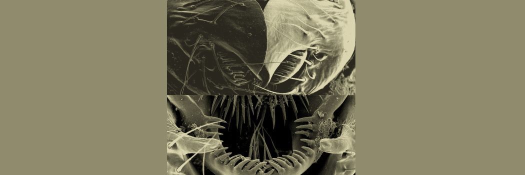 Close up of fruit flies genital lobes