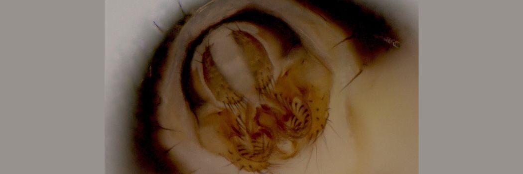 Brightfield microscopy image fruit fly male external genitalia