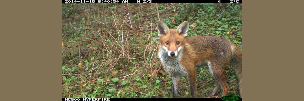 A fox looks at the camera after being caught on a camera trap.