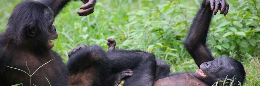 Two bonobo apes with black hair lie and play in the green grass.