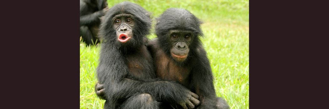 A young bonobo offers comforting contact to another after a conflict. Both have dark hair and are holding each other while sitting on the grass.