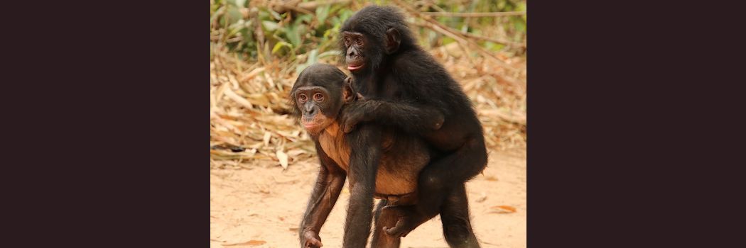 A young bonobo ape carries another bonobo on her back. Both have black hair and they are walking along a dusty track.