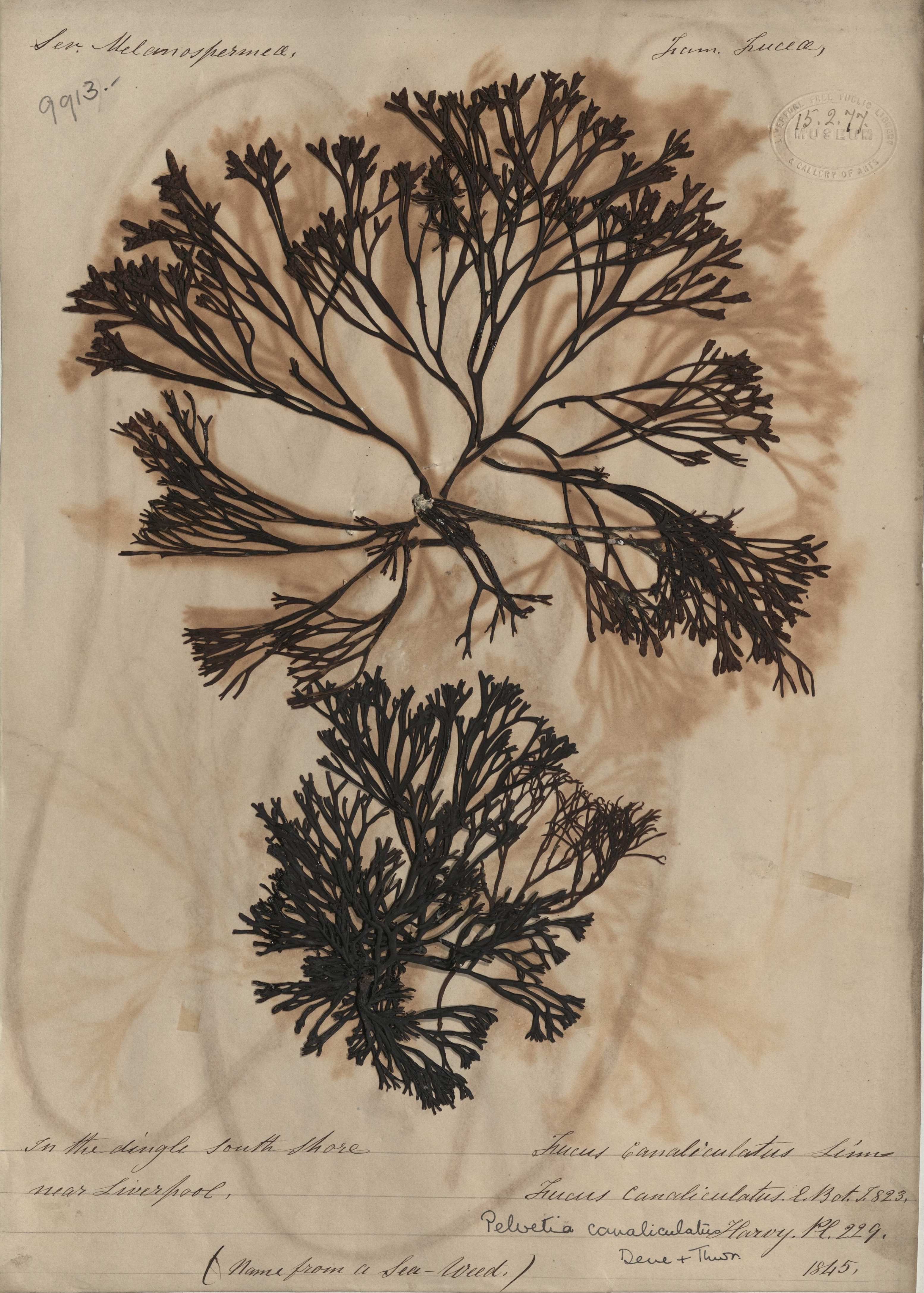 A herbaria (dried seaweed) sample