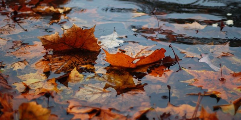 A leaf sitting on the ground in the rain