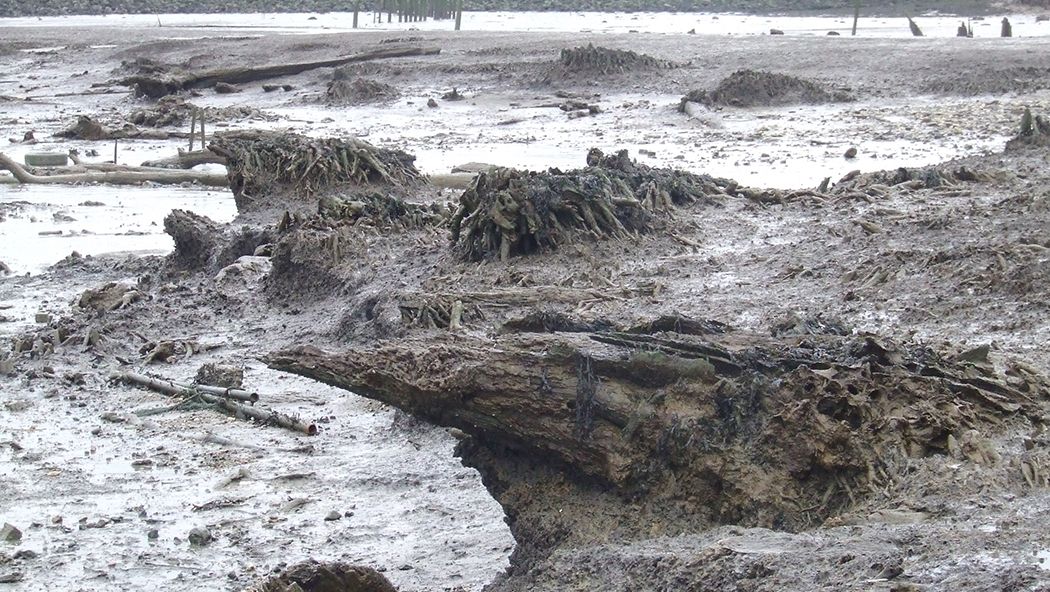 Ancient wood and trees exposed on mudflats