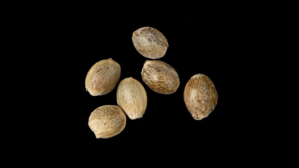 a photograph of a microscope image of ancient hemp seeds from an archaeological deposit