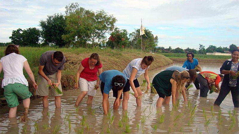 Thailand Field Trip 2011 students transplanting rice