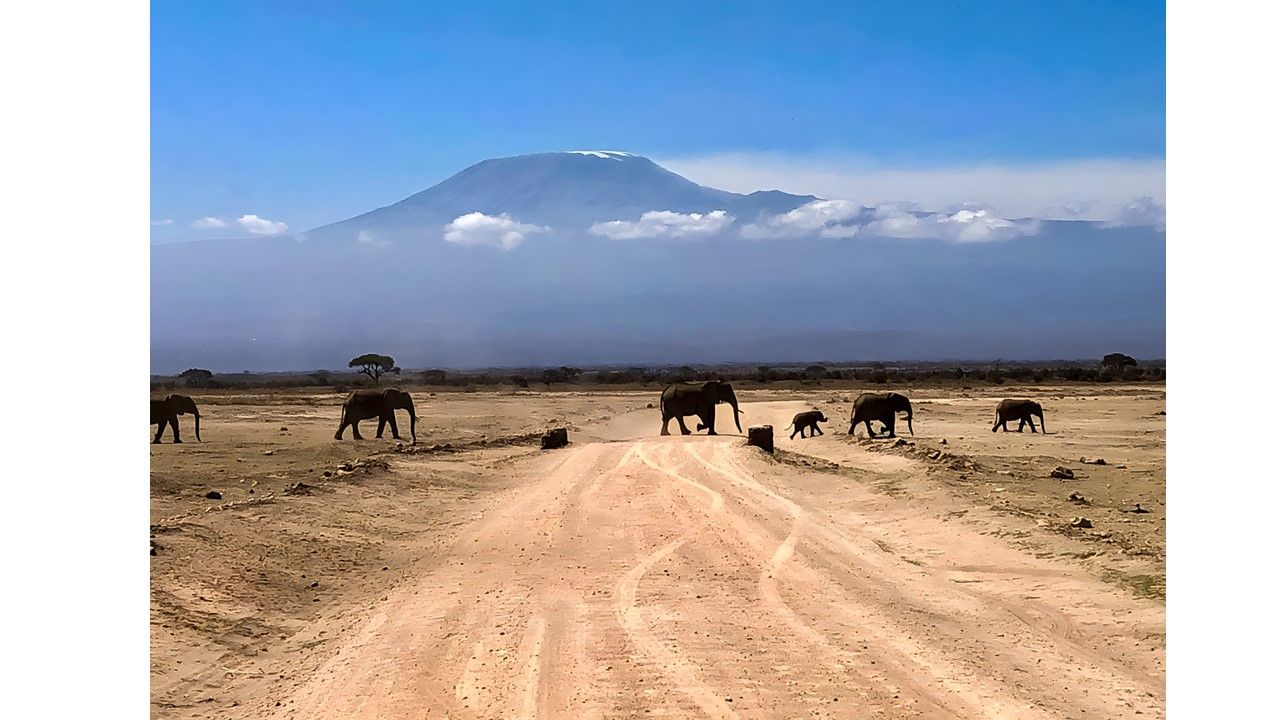 Elephants, Amboseli, Kilimanjaro