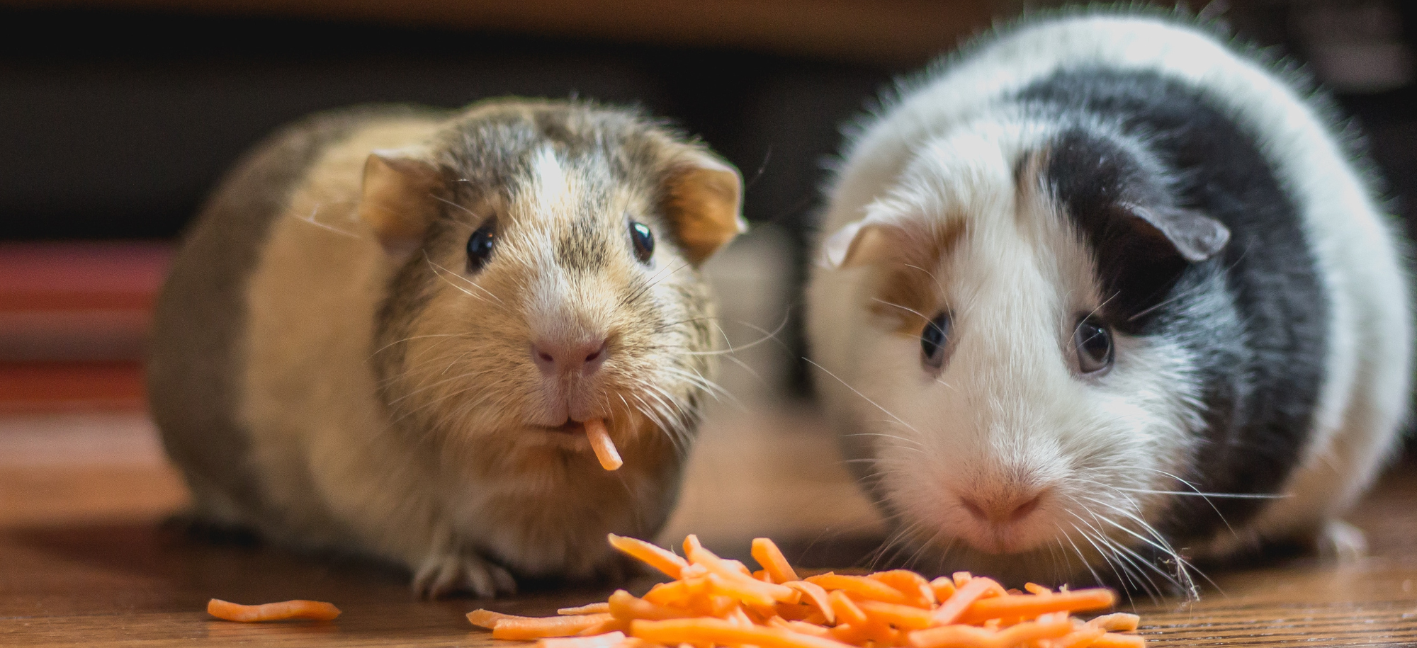 Guinea pigs eating