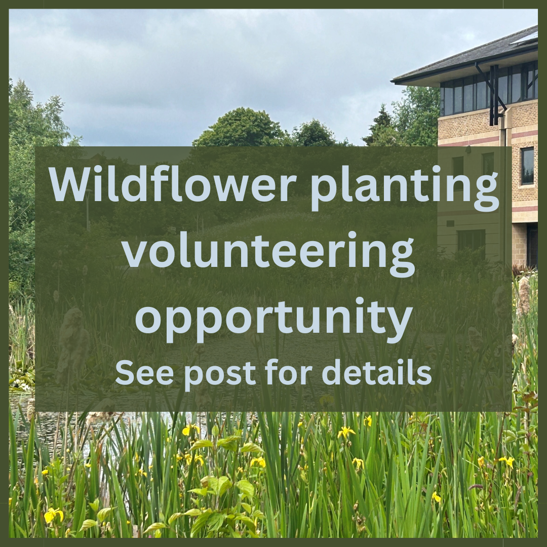 wildflower planting volunteering opportunity