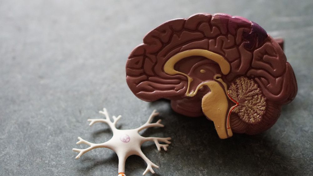 A small plastic model of the human brain.