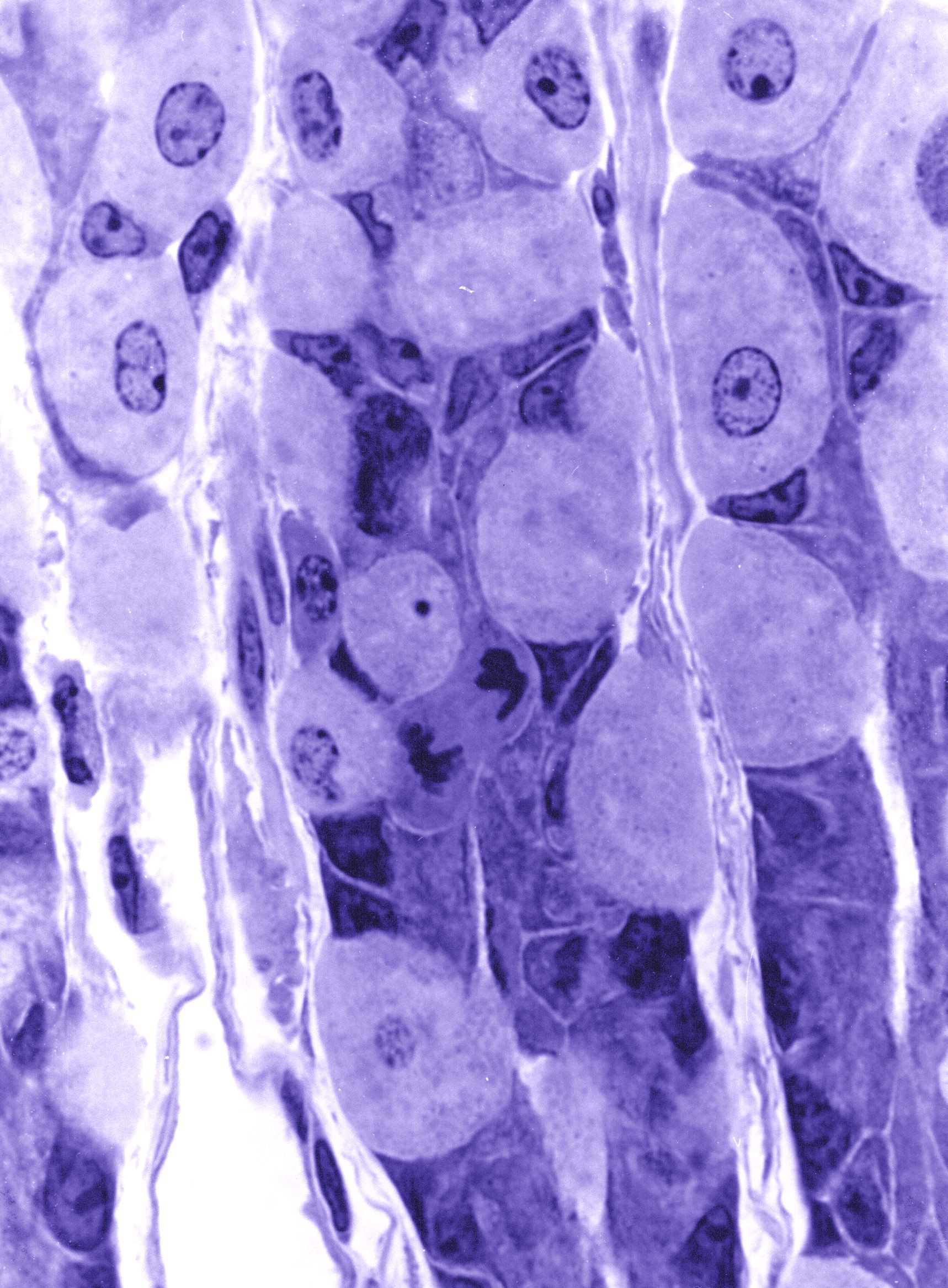 Microscopy image of the gastric glands of the lining of the stomach, courtesy of Dr R W Banks
