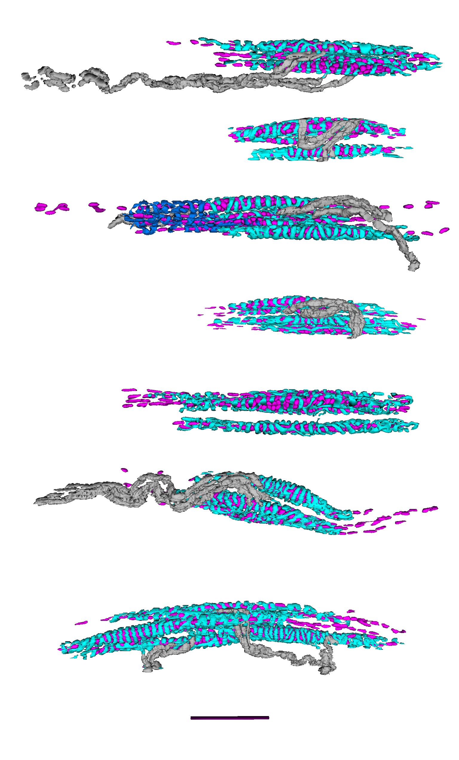 Virtual reconstructions of the main (“primary”) sensory endings of seven spindles, made using serial sections for light microscopy, courtesy of Dr R W Banks.
