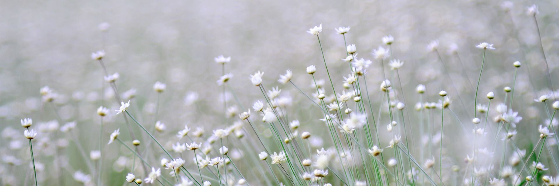 A meadow of wild white flowers
